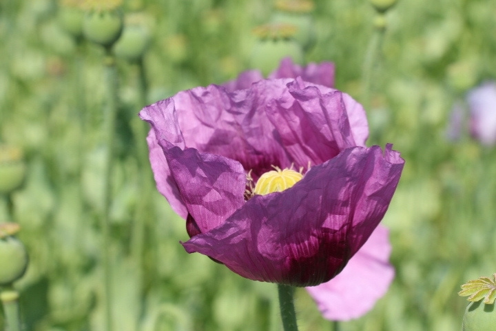 Lila Mohnblüte in Nahaufnahme mit noch leicht geschlossenen Blütenblättern