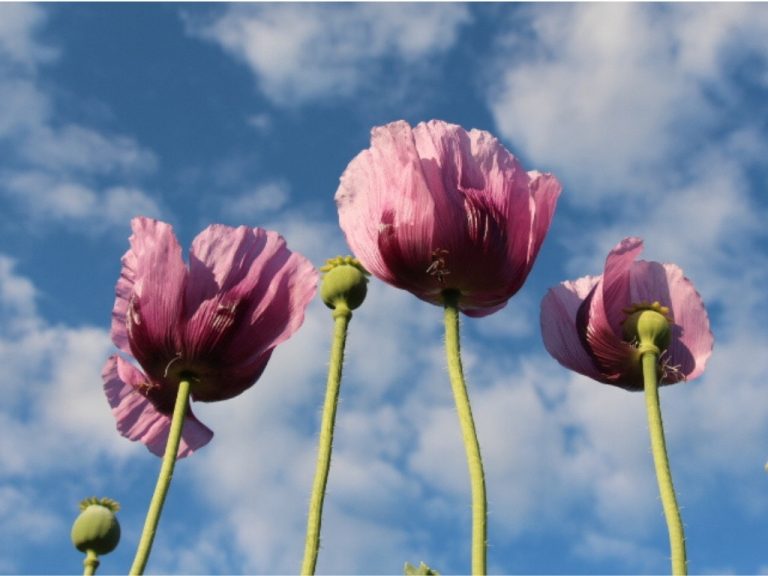 Mohnblumen aus der Froschperspektive vor blauem Himmel