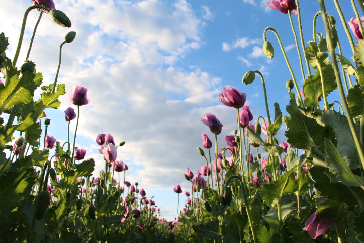 Mohnblumen säumen einen Weg