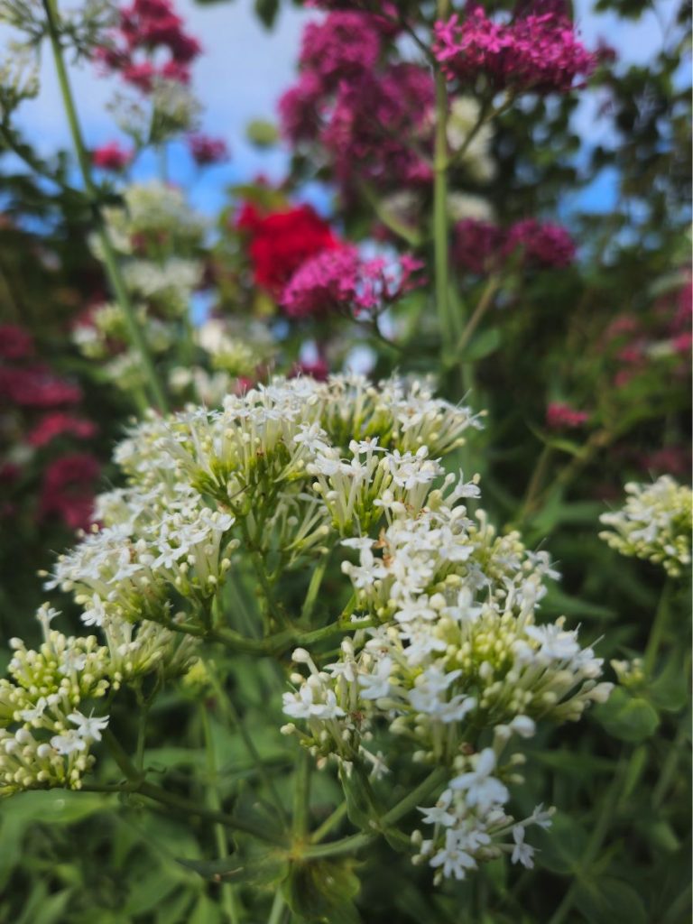 Blühende Gartenpflanzen vor blauem Himmel als Symbol für Freude und Lebensenergie