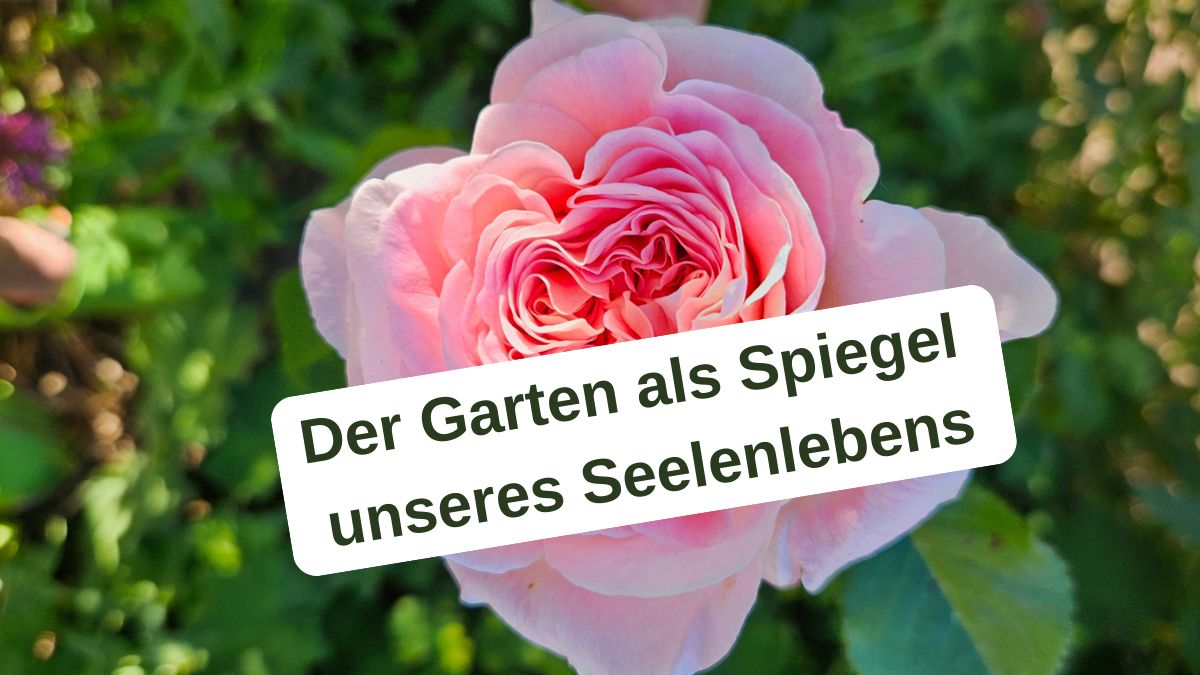 Rosa Rose in voller Blüte im Garten als Symbol für Gefühle, Wachstum und den inneren Garten