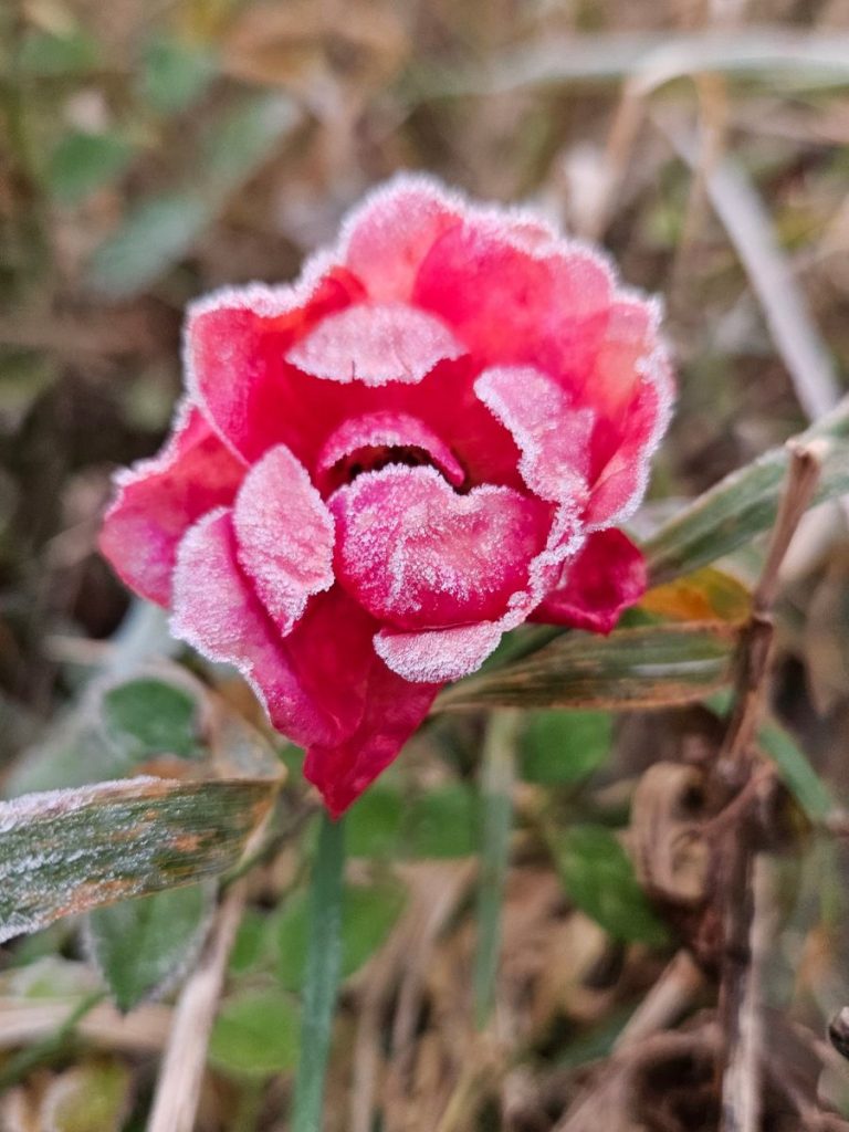 Rote Rose im Garten mit Eiskristallen als Symbol für Widerstandskraft und stille Schönheit